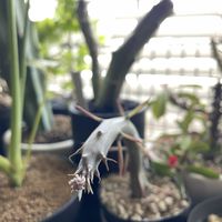 花芽？,セネキオ サギナータ,セネシオ サギナータス,多肉植物,花芽の画像