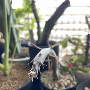 花芽？,セネキオ サギナータ,セネシオ サギナータス,多肉植物,花芽の画像