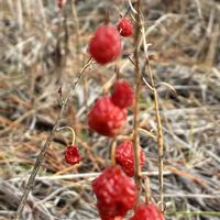 ゴマナ,スズラン,センニンソウ,コハマギク,アオモリアザミの画像