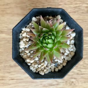 多肉植物,ダイソー,センペルビウム属,ベランダの画像