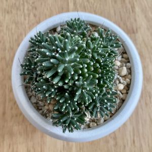 マミラリア  ペインテリー,多肉植物,ダイソー,マミラリア属,ベランダの画像