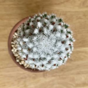 サボテン,多肉植物,植え替え,鉢増し,ベランダの画像