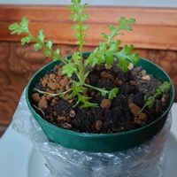 ネモフィラの画像