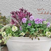 アリッサム,セダム,ビオラ,ヘーベ,ヘーベの画像