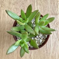 銘月,アドルフィー,多肉植物,セダム属,ダイソーの画像