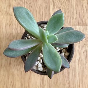 レズリー,多肉植物,ダイソー,エケベリア属,ベランダの画像