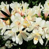 アルストロメリア,アルストロメリア サマースノー,キュンキュン乙女倶楽部,キュンキュン乙女倶楽部No190,白い水曜日♡の画像