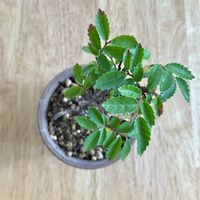 ニレケヤキ,盆栽,ベランダの画像