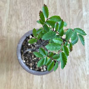 ニレケヤキ,盆栽,ベランダの画像