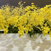 オンシジウム,過去pic,今日の１枚,今日のお花,花のあるくらしの画像