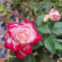 ジュビレ・デュ・プリンス・ドゥ・モナコ,バラを楽しむ,咲いてくれてありがとう❤,おうち園芸,小さな庭の画像