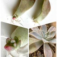 スノーボール,ダールベルグデージー,朧月,小松菜,葉挿しの画像