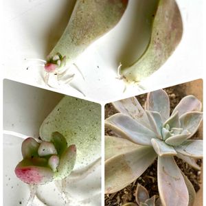 スノーボール,ダールベルグデージー,朧月,小松菜,葉挿しの画像