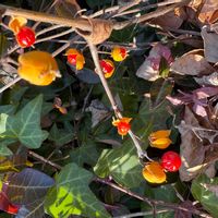 ツルウメモドキの画像