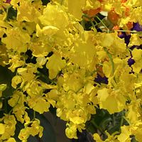 オンシジウム,オンシジウム,オンシジウム,カーネーション,カーネーションの画像