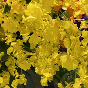 オンシジウム,オンシジウム,オンシジウム,カーネーション,カーネーションの画像