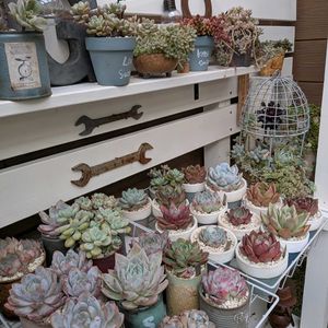 多肉棚DIY,no green no life,多肉のある暮らし,タニパト,植中毒の画像