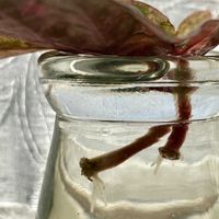 ベゴニア,ベゴニア・スノーキャップド,観葉植物,水耕栽培,成長記録の画像