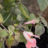 セージ,シソ科,庭の画像