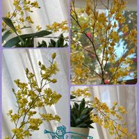 オンシジウム,パンジー・ビオラ,ヒイラギ,プリムラ,パンジーの画像