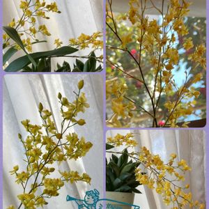 オンシジウム,パンジー・ビオラ,ヒイラギ,プリムラ,パンジーの画像