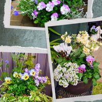 アリッサム,ストック,ストック,ストック,ストックの画像