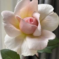 ハイビスカス,ブーゲンビリア,メルヘン ツァウヴァー,ばら バラ 薔薇,お花は癒しの画像