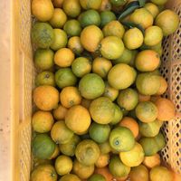 レモン,地植え,収穫祭,綺麗な色,綺麗な実の画像