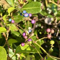 ノブドウ,木の実,山野草,野草,樹木の画像