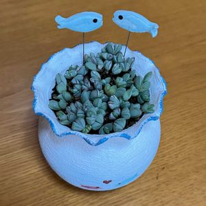 多肉植物,多肉大好き,多肉棚,多肉植物のある暮らし,トトの日の画像