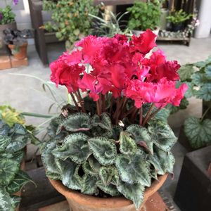 シクラメン,マンション,フリンジ,バルコニー/ベランダの画像