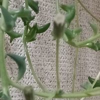 ドルフィンネックレス,ドルフィンネックレス,宮城県,我ら宮城県民,二階への階段の画像