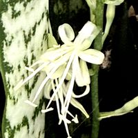 サンスベリア,サンスベリア,サンスベリア,スーパーアリッサム・フロスティナイト,白菊の画像