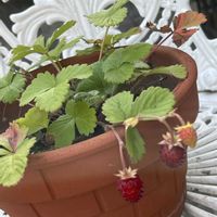 イチゴ,ワイルドストロベリー,ワイルドストロベリー,紅葉,はつゆきかずらの画像