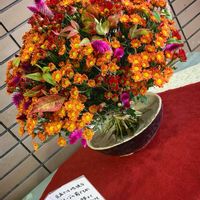 寄植え,お花屋さん,秋の気配,可愛い実,和風ティストの画像