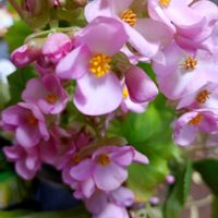 プリムラ,葉牡丹,プリムラ マラコイデス,ベゴニア ラブミー,ベゴニア♡の画像