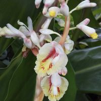 オンシジウム,シンビジウム,ランの画像