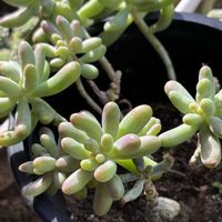 ベビーサンローズ,乙女心,虹の玉,秀麗, ブロンズ姫の画像