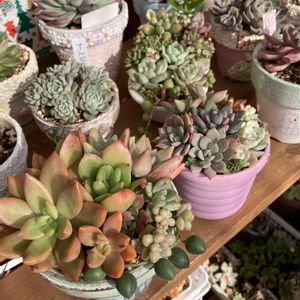 多肉植物,子株,多肉の寄せ植え,多肉寄せ植え,エケベリア属の画像