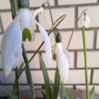 スノードロップの画像