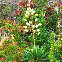 ユッカ,ユッカ,ユッカ（青年の木）,稲佐山,山歩きの画像
