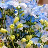 デルフィニウムの画像