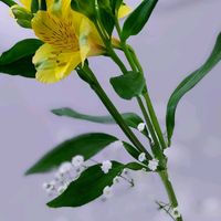 アルストロメリア,ゼラニウム,かすみそう,お出かけ先にて,花のある暮らし♡の画像