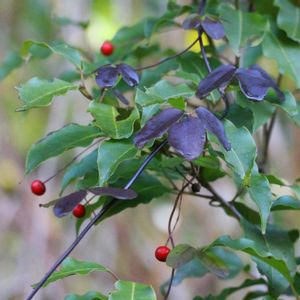 アケビ,センニンソウ,ソヨゴ,ソヨゴの実,センニンソウの綿毛の画像