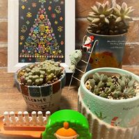 碧魚連,碧魚連,フェネストリア ベビートゥ,フェネストリア ベビートゥ,群玉の画像