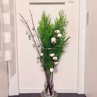 フェイジョア,コットン,ノバラ,サンゴミズキ,ニオイヒバの画像