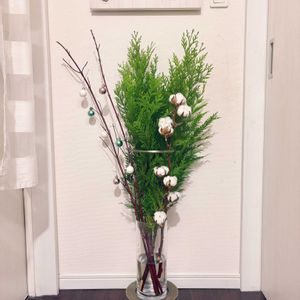 フェイジョア,コットン,ノバラ,サンゴミズキ,ニオイヒバの画像