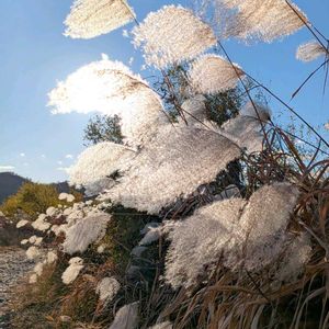 オギ,雑草,山野草,野草,山草の画像