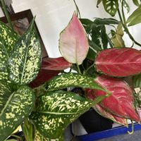 アグラオネマ,癒し,植中毒,自然の美,観葉植物のある暮らしの画像