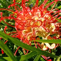 グレビレア,お出かけ先の画像